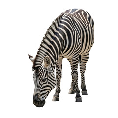 Full-Body PNG of Zebra in High-Angle Studio Shot – Detailed Isolated African Wildlife Animal on Light Grey Background