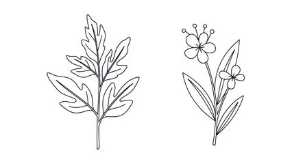 Floral outlines illustration leaf and blossom drawings on white background