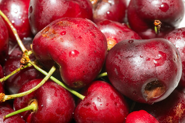 Cherries (Prunus avium)