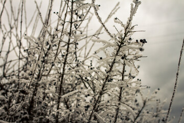 Frost coated branches rising upward display clusters dark berries creating delicate winter texture revealing natural detail against muted sky forming serene seasonal atmosphere. Captured in Czech