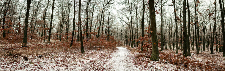 Snow covered forest path winding through frosted trees with clusters brown leaves forming textured winter scene revealing quiet seasonal atmosphere within calm natural woodland landscape. Czech 