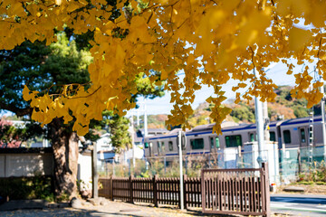 鎌倉25121　英勝寺6　黄葉