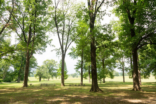 Trees in the park during summer in Pennsylvania