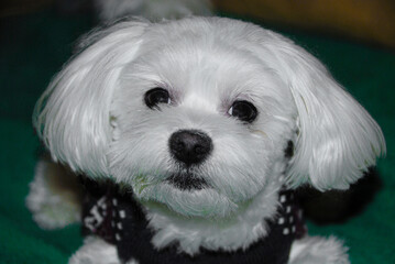 portrait of a white dog