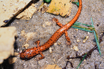 Dorsal view on the North-American cave or spotted-tail salamander Eurycea lucifuga salamander