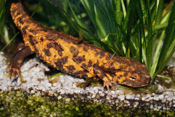 Closeup on a very unusual leopard orange colored female Asian Paramesotriton fuzhongensis newt