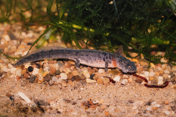 Closeup on the larvae of the rare and endangered Pleurodeles poiretti , Algerian ribbed newt