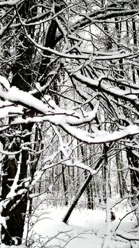 The wild coniferous forest in winter under the snow. The northern nature is beautiful in winter.