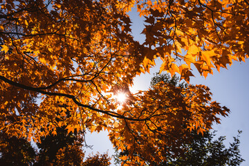 A Low-Angle View Looks Up Through A Tangle Of Autumn Branches