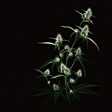 Stalk of Cannabis Hemp Plant Flower on Dark Background