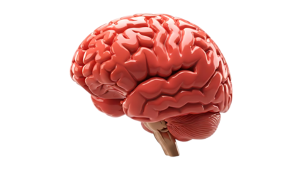 Human brain anatomy detailed view showing hemispheres, cerebrum, and cerebellum for neuroscience and medical education

