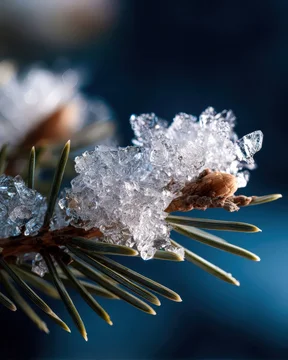 Sparkling snow crystals on pine branch in macro view