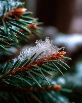 Winter detail of icy crystals on evergreen needle