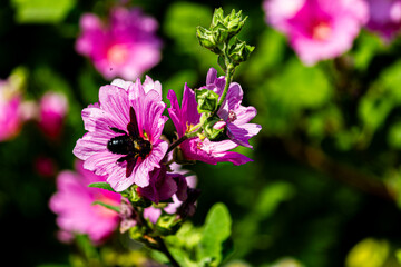 Obraz premium carpenter bee on hibiscus