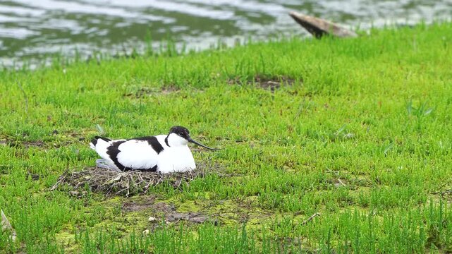 A pied avocet (Recurvirostra avosetta) sitting on its nest.