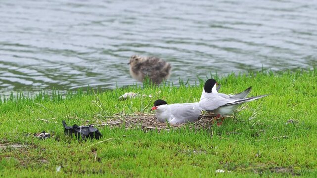 A common tern (Sterna hirundo) sitting on its nest and receiving a litte fish from its partner.
