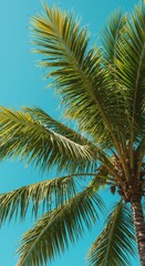 Fototapeta premium Lush tropical palm fronds swaying gently against a bright blue sky, suggesting relaxation and warm vacation travel, travel, palm, blue