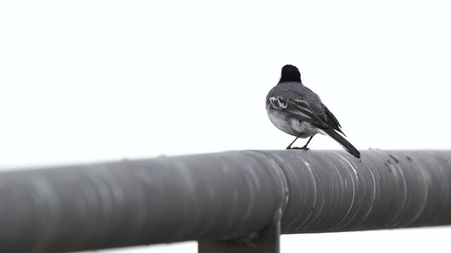 An adult white wagtail (Motacilla alba) standing on the metal railing of a bridge and dropping a poop