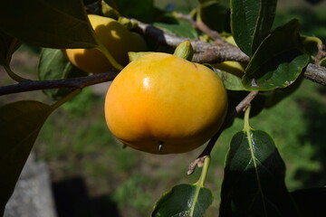 オレンジ色の柿の実