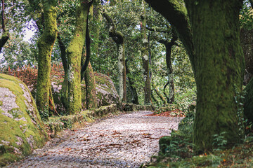 Moss-Covered Forest Path in Penha, Guimaraes