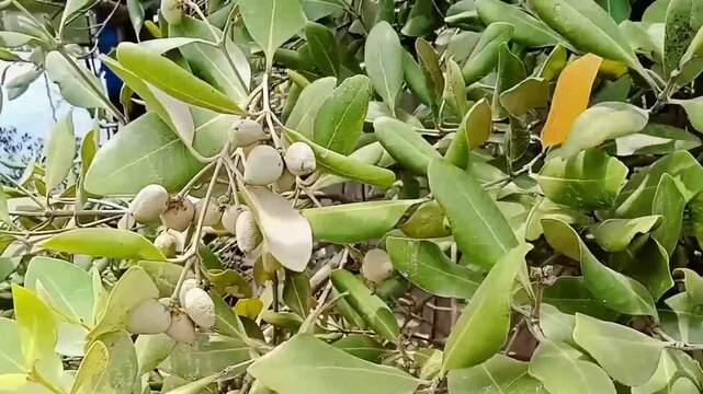 Video footage of mangrove forest avicennia alba 