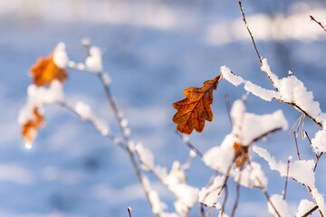 Dry oak leaf on snow-covered branch against blue winter background, seasonal transition concept, autumn to winter change, nature detail with copy space, soft light and shallow depth of field