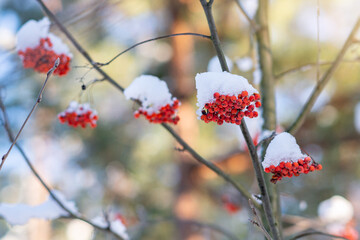 Red rowan berries covered with fresh snow on thin branches, winter forest detail with soft light; natural seasonal background, cold weather concept, Christmas and New Year mood, copy space.