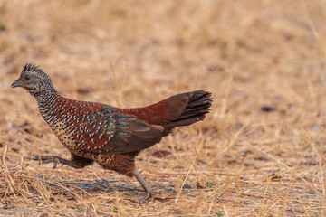 Painted Spurfowl (Galloperdix lunulata)
