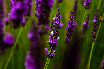 spider on lavender