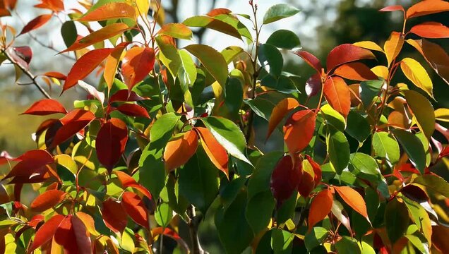 Detailed 4K close up of autumn sumac tree foliage showing red green orange and yellow leaves gently swaying in breeze capturing seasonal transition and vibrant fall color