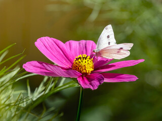 Autumn white butterfly