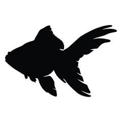 Silhouette of a flowing tail fantail goldfish swimming