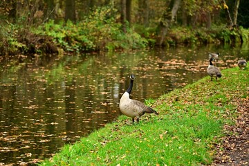 Wild Geese Grazing Beside Leafy Canal Bank in England