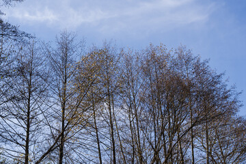 Clean natural composition showing bare deciduous trees and thin branches against a blue sky. Minimalist seasonal background suitable for nature and environment themes.