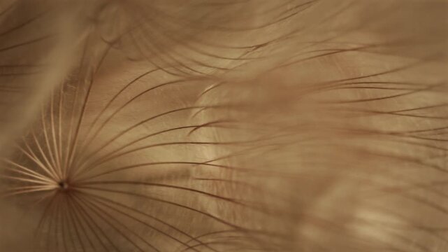 Macro shot of a natural dandelion flower, forming a soft video background texture. A sphere shaped flower with high detail and healthy benefits on nutrition as a supplement