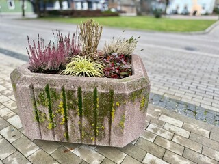 Stone outdoor planter with moss and mixed winter plants, natural texture, calm urban corner scene, greenery contrast on paved ground, rustic earthy mood for commercial design use.