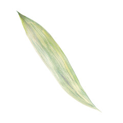 Watercolor illustration of green tulip leaf. Hand-painted floral element perfect for botanical designs, packaging, textiles, invitations, branding, stationery, and spring-theme