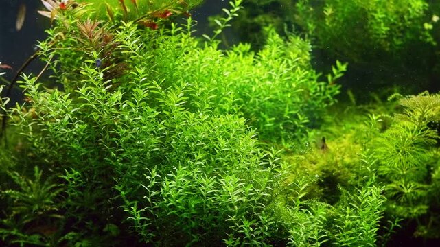 Micranthemum glomeratum, Alternathera reineckii, green hair algae oxygenate air bubble, Amano style aquascape aquadesign, LED light planted aquafarm vegetation pearling, bokeh background, mental relax