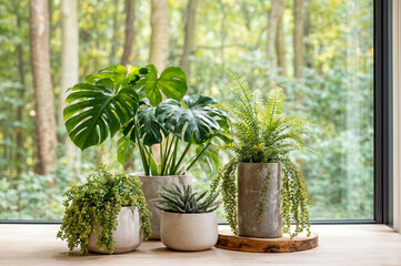 Fototapeta premium Lush indoor houseplants on a sunny windowsill: monstera, ferns and succulents in ceramic and concrete pots with forest view