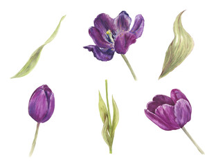 Watercolor illustration set of tulips in various shapes and colors. Hand-painted floral elements perfect for botanical designs, packaging, textiles, invitations, branding, stationery, and spring-theme