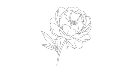 Obraz premium Elegant Peony Flower Line Art Illustration on White Background.