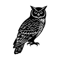 owl on white background