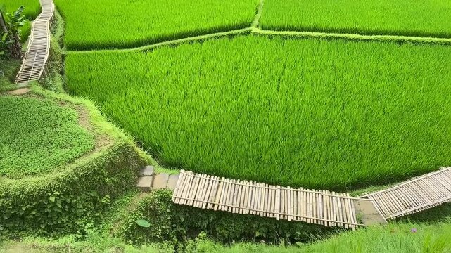 Lush green rice paddies with bamboo bridges and pathways