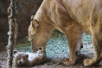 Kissing the cub, lioness mother © Sondre 