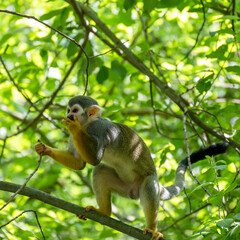 Obraz premium Squirrel Monkey