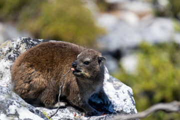 Rock Hyrax Tabel mountain Cape Town