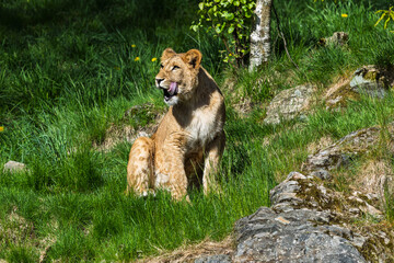 Fototapeta premium Lion