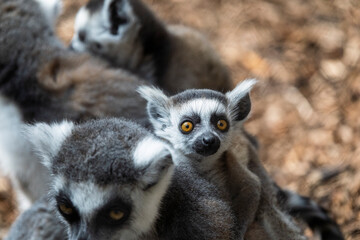 Fototapeta premium Lemur baby