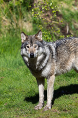 Fototapeta premium Wolf