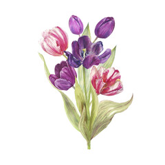 Fototapeta premium Watercolor bouquet of pink and purple tulips tied with a ribbon. Elegant floral illustration ideal for greeting cards, wedding stationery, packaging, posters, spring designs, and feminine branding pro